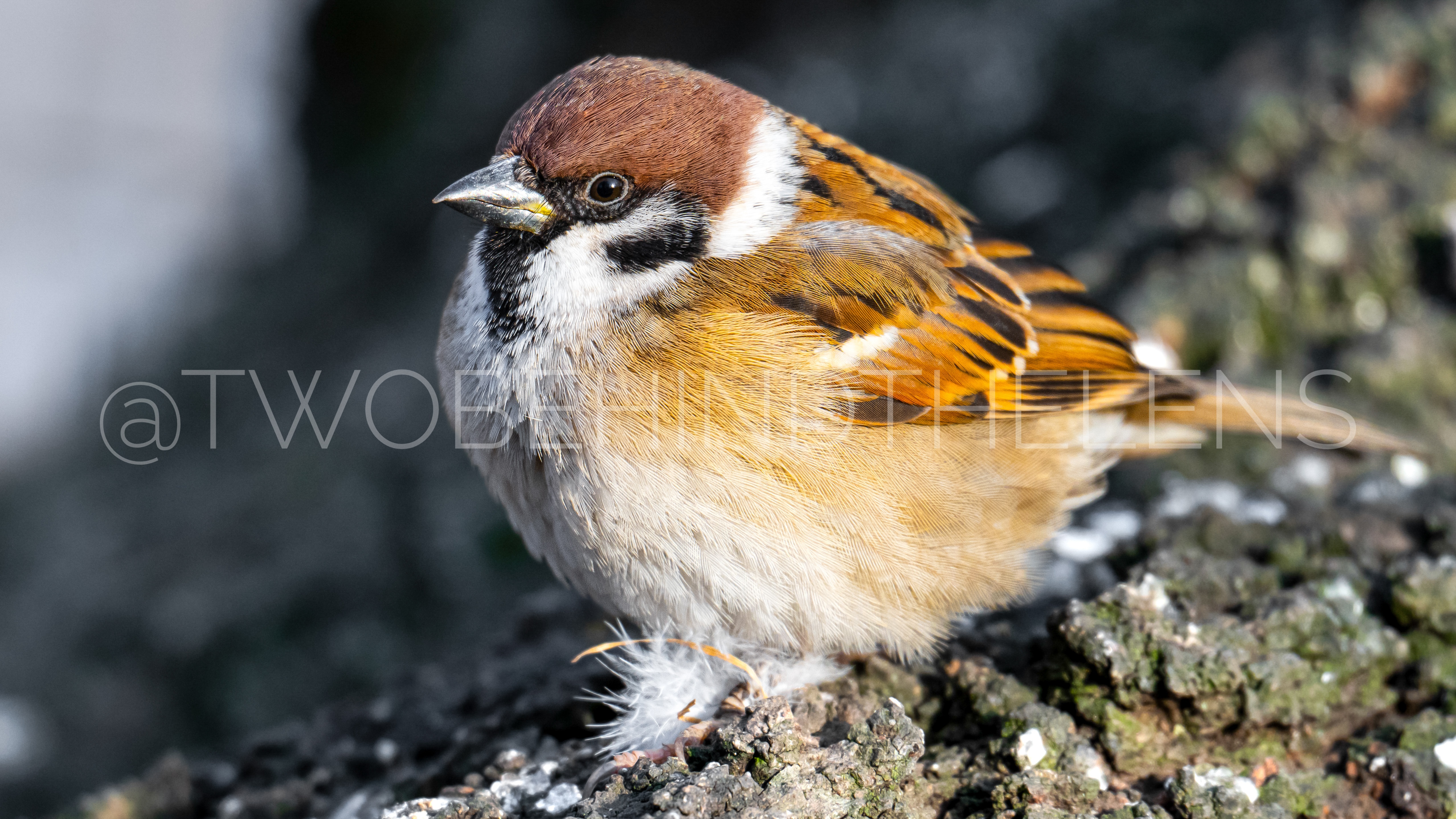 Wildlife Print 17